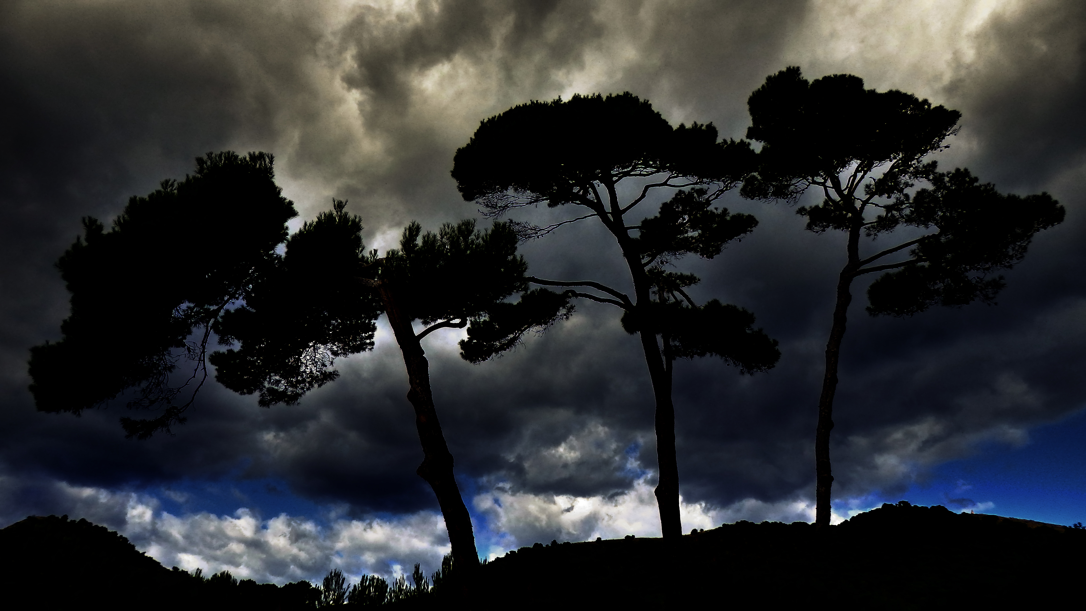 PineTreesDark