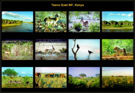 Africa (10)
