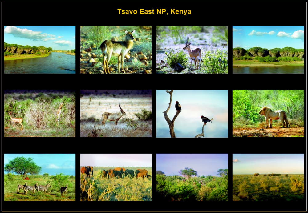 Africa (10)