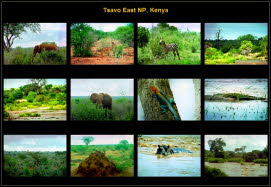 Africa (8)